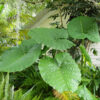 Lg. Tahitian Giant Elephant Ear Plant (xanthosoma sagittifolium)