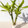 SOL Dracaena Tree (dracaena costa rica) $2 ea.