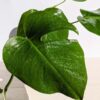 Monstera Del. Borsigiana Albo Unvariegated Sport (Actual Plant)