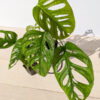 Monstera Giant Skeleton Leaf (Adansonii Laniata/Monkey Mask ?)