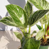 Very Mature With Full Variegation Philodendron Birkin Striata