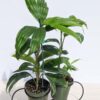 Lg Dwarf Fiji Jungle Palm (cyclanths asplundia)