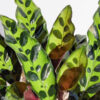 Lg. Calathea Lancifolia (companion plant)