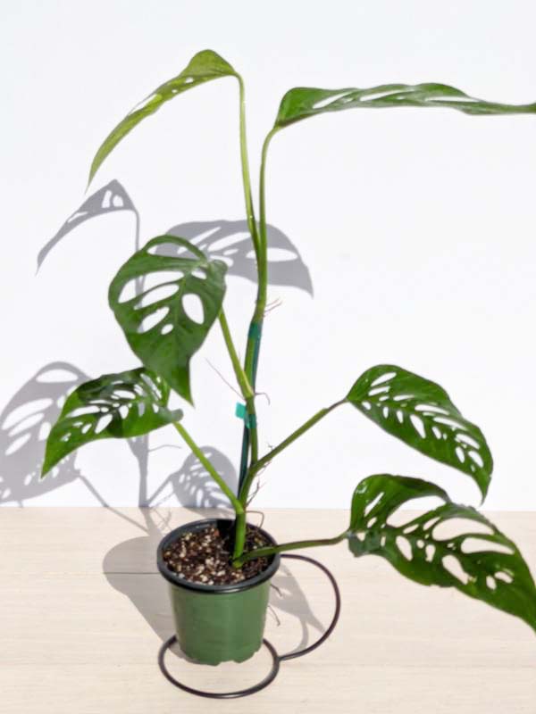 Monstera Adansonii Blanchetii – Kens Rare Plant Auctions