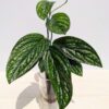 Monstera Karstenianum