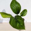 Monstera Lechleriana