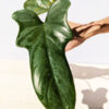 Philodendron Bipennifolium Glaucous Blue Form