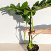 XL Philodendron Bob See Plant