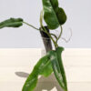 Philodendron Mexicanum Plant