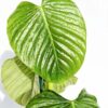 Philodendron Rohdeii