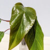 Philodendron Strawberry No Shake Plant