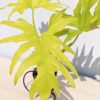 Philodendron Warscewiczii Aurea Flavum (actual plant)