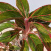 Brain Freeze Aglaonema Plant (aglaonema favonian)