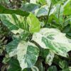 RARE Large Leaf Albo Variegata Jungle Ficus Tree (ficus fistulosa)