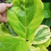 HUGE RARE Fig Leaf Ficus Alba Variegata (ficus lyata variegata)