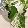 Lg White Knight Albo Variegata (syngonium podophyllum)