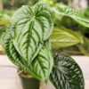 XL Anthurium Radicans x Dressleri Large Form (Actual Plant)