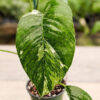 Epipremnum Pinnatum Albo Variegata (Actual Plant)