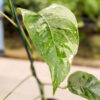 Epipremnum Pinnatum Albo Variegata (Actual Plant)