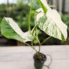 Lg. Monstera Del. Borsigiana Albo Variegata (Actual Plant)