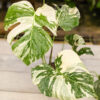 First Offering! Lg. Monstera Deliciosa Cosmos Variegata Large Form (Actual Plant)