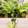 Monstera Epipremnoides (Actual Plant)