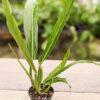 A+ RARE Philodendron Acutifolium Plant (Actual Plant)