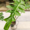 Philodendron Bob See (Actual Plant)