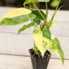 Philodendron Burle Marx Aurea Variegata (Actual Plant)