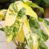 Philodendron Burle Marx Aurea Variegata (Actual Plant)