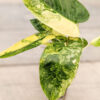 Philodendron Burle Marx Aurea Variegata (Actual Plant)