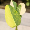 Philodendron Domesticum Variegatum (Actual Plant)