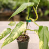 Philodendron Domesticum Variegatum (Actual Plant)