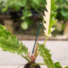 Philodendron Hualalai Variegated Sawtooth (Actual Plant)