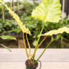 Philodendron Jungle Fever (Actual Plant)