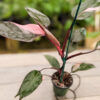 Philodendron Pink Princess (Actual Plant)