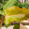 Lg. Philodendron Quad Color (Actual Plant)