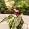 Philodendron Strawberry Shake (Actual Plant)