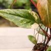 Philodendron Strawberry Shake (Actual Plant)