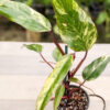 Philodendron Strawberry Shake (Actual Plant)