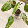 Philodendron Strawberry Shake (Actual Plant)