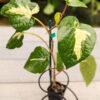 Piper Aurea Variegated (piper sp) (Actual Plant)