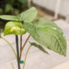 Piper Aurea Variegated (piper sp) (Actual Plant)