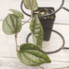 Pink Glitter Piper Plant (piper india) (Actual Plant)