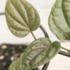 Pink Glitter Piper Plant (piper india) (Actual Plant)
